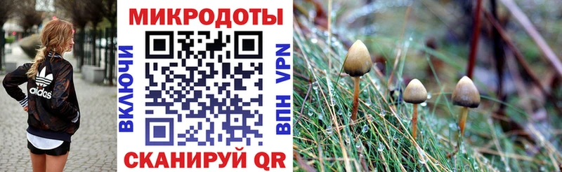 где найти   Волжск  Галлюциногенные грибы Cubensis 